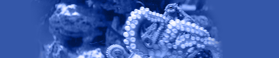 Octopus–photo taken by me at the Two Oceans Aquarium